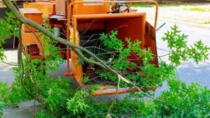 Desbroces de fincas y parcelas en Segovia y provincia, Desbrozamos y limpiamos terrenos Cipreses contra el fuego y prevención de incendios