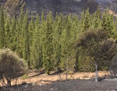 Desbroces de fincas y parcelas en Segovia y provincia, Desbrozamos y limpiamos terrenos Cipreses barrera contra el fuego y prevención de incendios Desbroces de fincas y parcelas en Segovia y provincia, Desbrozamos y limpiamos terrenos Cipreses contra el fuego y prevención de incendios