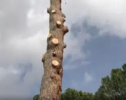 Podas de árboles en altura, provincia Toledo y provincia