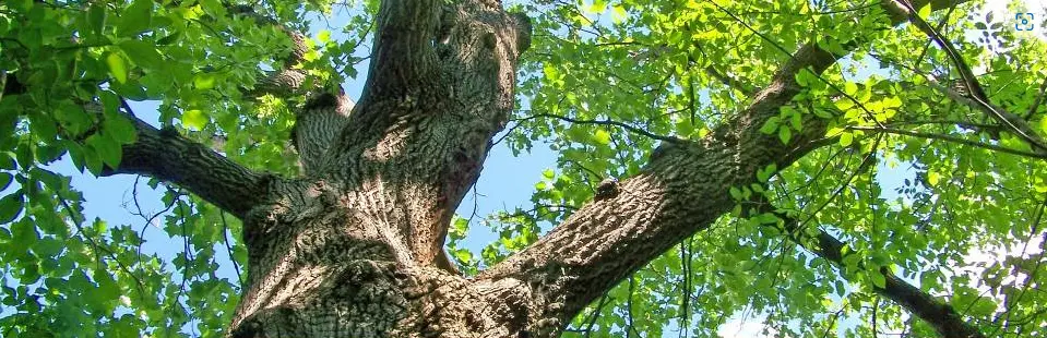 Tala y poda de árboles grandes Ávila Tala y poda en altura